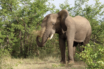 Fototapeta premium Afrikanischer Elefant / African elephant / Loxodonta africana