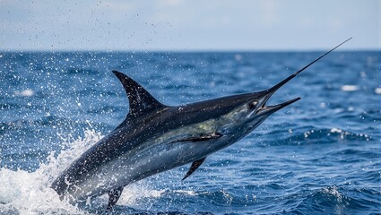 Fototapeta premium Majestic black marlin leaping from ocean sunlight glistening on water droplets