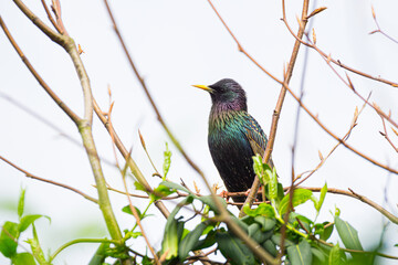 Colorful close-up of a starling male between branches on white background