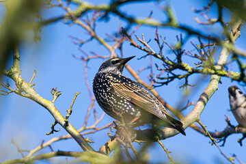 Close-up of a starling female between branches looking at you