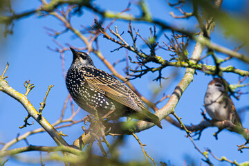 Close-up of a starling female between branches looking at you