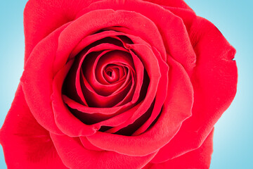 beautiful red Rose for Saint Valentine