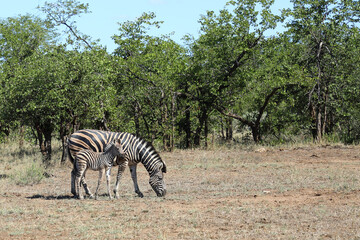 Steppenzebra / Burchell's zebra / Equus quagga burchellii.