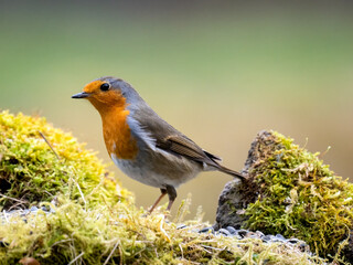 Rotkehlchen (Erithacus rubecula)