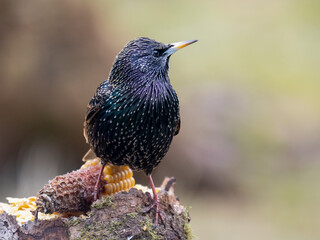 Star (Sturnus vulgaris)