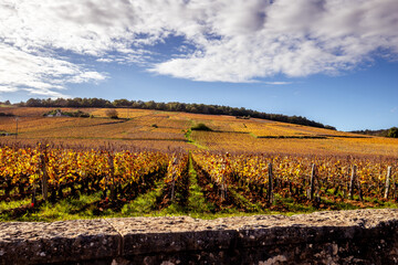 Vineyards of Romanee-conti wine, Vosne-romanee, France