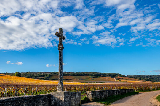 Vineyards of Romanee-conti wine, Vosne-romanee, France