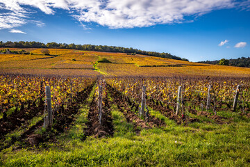 Vineyards of Romanee-conti wine, Vosne-romanee, France