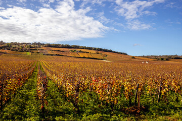 Vineyards of Romanee-conti wine, Vosne-romanee, France