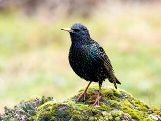 Star (Sturnus vulgaris)