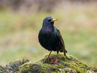 Star (Sturnus vulgaris)