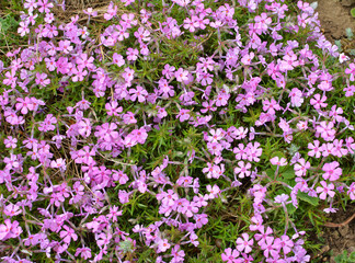 Phlox subulata blooms on the flowerbed
