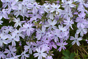 Phlox subulata blooms on the flowerbed