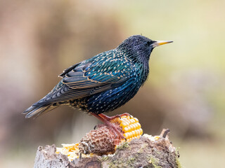 Star (Sturnus vulgaris)