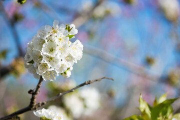 Close up of blooming cherry branches against the blue sky - selective focus, copy space