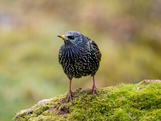 Star (Sturnus vulgaris)
