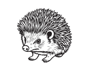 Line art illustration, black and white, simple background, easily colorable. Adorable hedgehog with charming features, volumetric lighting, light beams through dust or fog, Vector.