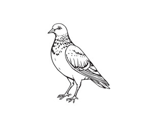 A black and white line art illustration of a pigeon, featuring sharp lines, detailed structures, and a wide-angle perspective, set against a clear background for easy coloring, Vector.