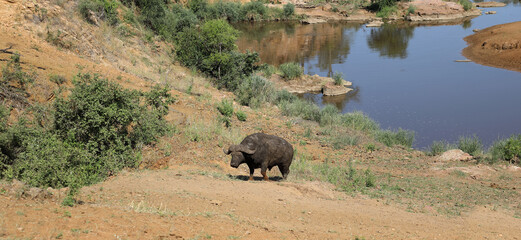 Kaffernbüffel am Mavatsani Wasserloch / African buffalo at Mavatsani waterhole / Syncerus caffer