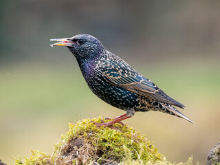 Star (Sturnus vulgaris)