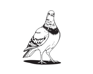 A black and white line art illustration of a pigeon, featuring sharp lines, detailed structures, and a wide-angle perspective, set against a clear background for easy coloring, Vector.