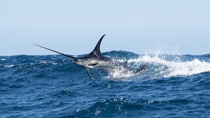 Fototapeta premium Swordfish slicing through ocean waves with bill aimed forward