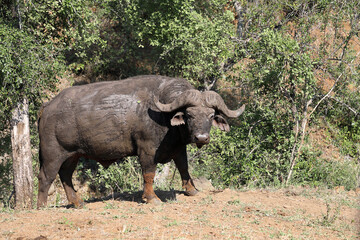 Obraz premium Kaffernbüffel / African buffalo / Syncerus caffer