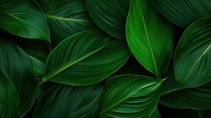 Lush green leaves background. Nature texture for design