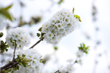 Close up of blooming cherry branches against the blue sky - selective focus, copy space
