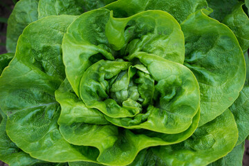 Close up of fresh organic lettuce growing in a greenhouse - selective focus