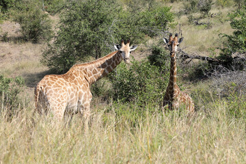 Giraffe / Giraffe / Giraffa camelopardalis