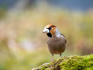 Kernbeißer (Coccothraustes coccothraustes)