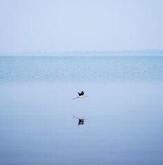 Water bird on the surface of the lake on the border of Ban Tha rit campground as know as New Zealand in Thailand in Lopburi Province, Thailand. Vertical.