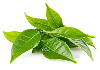 Obraz premium Fresh green tea leaves ready for brewing herbal tea