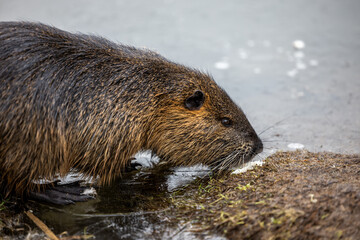 A nutria or coypu (Myocastor coypus) stands on the bank of a frozen pond