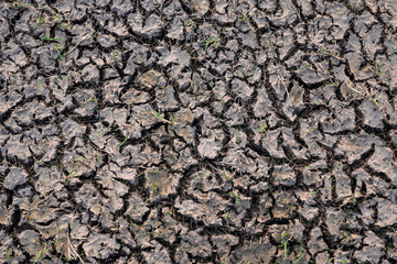 Cracked soil arid land with dry and cracked ground with small grasses. Desert texture background, serious water shortages. Global warming concept. Close up.