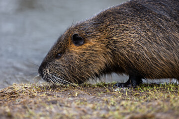 A nutria or coypu (Myocastor coypus) walks along the bank of a pond