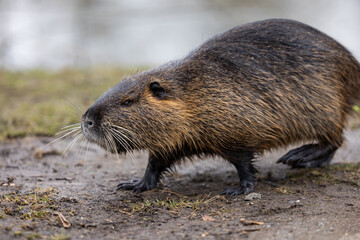 A nutria or coypu (Myocastor coypus) walks along a waterfront