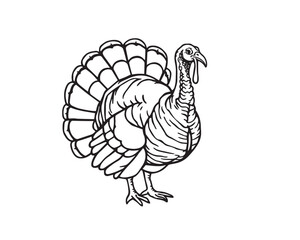 Black and white line art illustration of a turkey, natural earth tones, browns and beiges, muted colors, clear background, simple lines, easy to color, Vector.