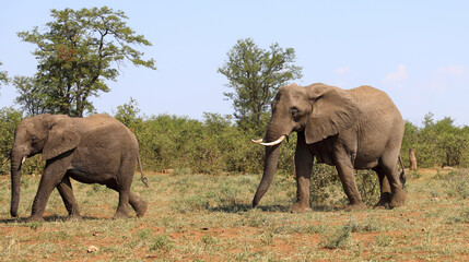 Fototapeta premium Afrikanischer Elefant / African elephant / Loxodonta africana