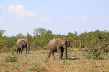 Fototapeta premium Afrikanischer Elefant / African elephant / Loxodonta africana