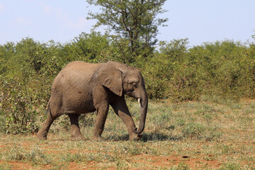 Fototapeta premium Afrikanischer Elefant / African elephant / Loxodonta africana