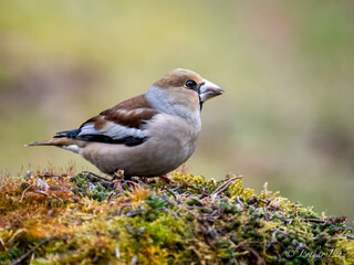 Kernbeißer (Coccothraustes coccothraustes)