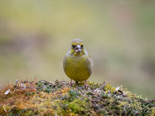 Grünfink (Chloris chloris)