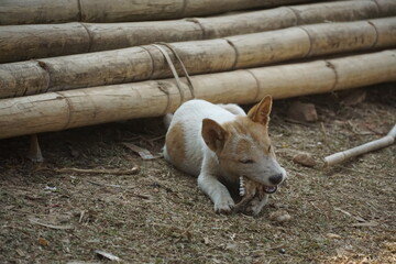 Playful dingo puppy chewing bamboo australian outback wildlife photography natural habitat ground...