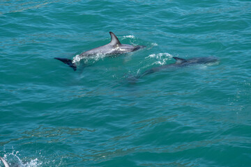 Fototapeta premium Close Up of Hector's Dolphin in Water