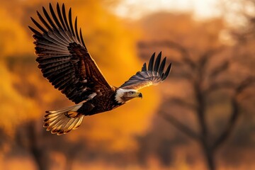 Naklejka premium Soaring eagle african plains wildlife safari open sky aerial view nature's majesty