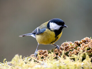 Obraz premium Kohlmeise (Parus major)