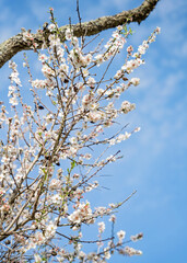 Beautiful Blooming almond tree in park