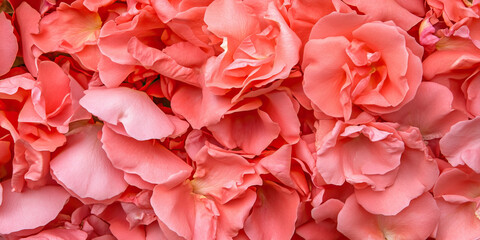 Obraz premium Collection of Light Coral-Pink Rose Petals